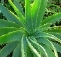 From Within Aloe